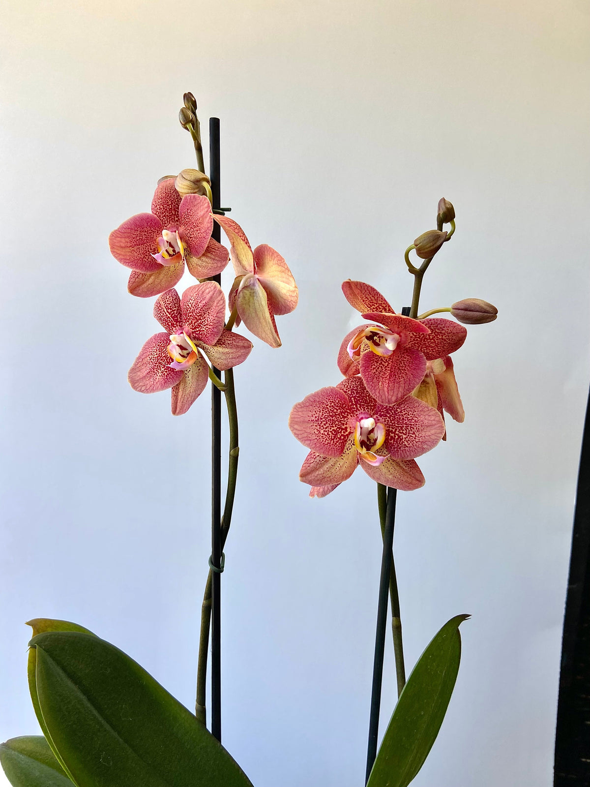 Orquídeas