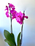 Orquídea