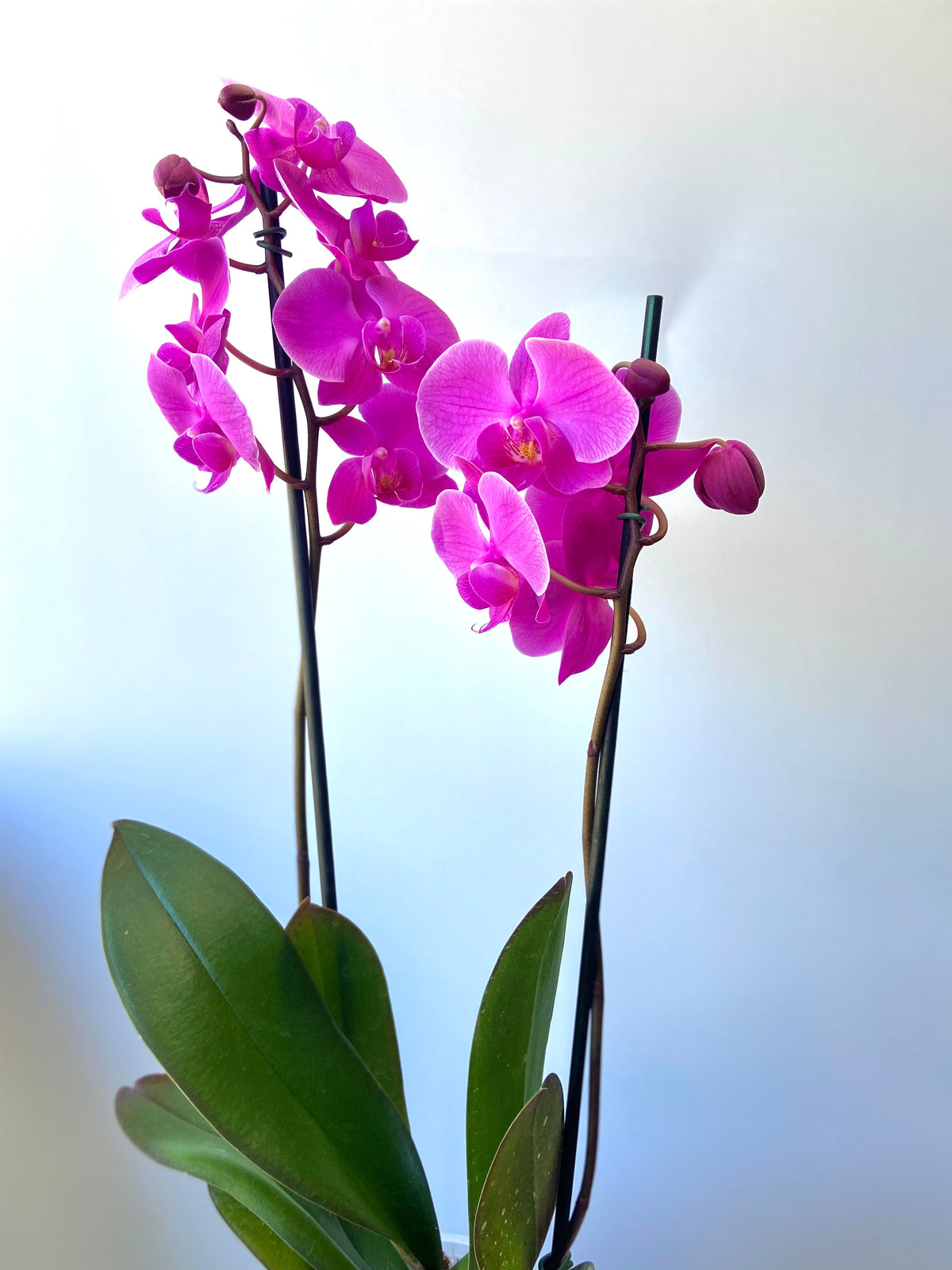 Orquídea