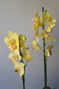 Orquídea 03